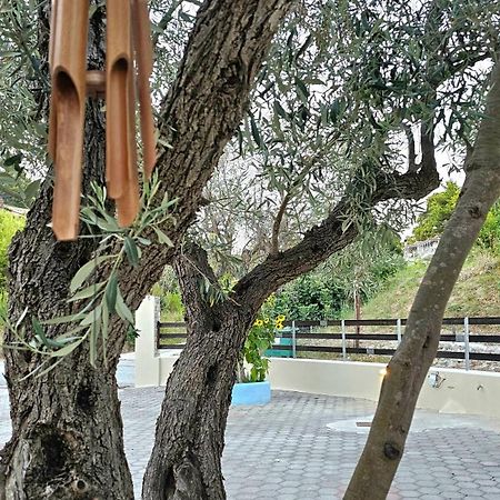 Pension Oasis Βότση Εξωτερικό φωτογραφία